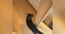 『新居』に到着した猫→不安そうな様子で…想像以上に『お喋りが止まらない光景』が11万再生「パトロールしてくれてる」「すごいお喋りｗ」