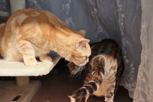 お尻の匂いを嗅ぐ猫