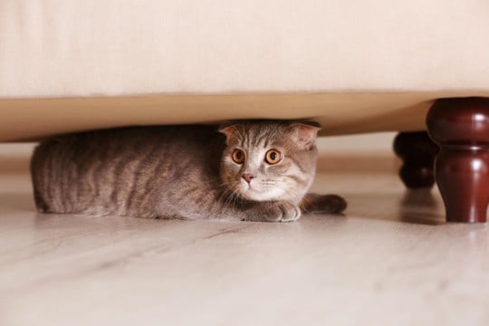 猫が『隠れている』ときにしてはいけないNG行為3つ　姿を隠そうとする理由や正しい接し方まで