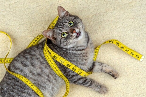 黄色のメジャーに包まる猫