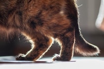 高齢の猫が患いやすい『関節炎』とは？主な原因や症状、予防法も解説