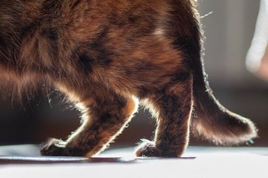高齢の猫が患いやすい『関節炎』とは？主な原因や症状、予防法も解説