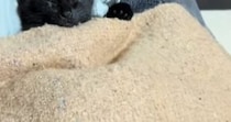 保護して数日目の子猫、寝ているところを見たら…ニヤけずにはいられない『尊い光景』が18万再生「思わず笑顔になったｗ」「やばい可愛い」