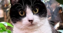 猫が『舌を出した瞬間』に撮影→可愛く撮れたと思ったら…『予想外すぎる光景』に１万いいね「首柔らかいｗ」「ウナギ犬もといウナギ猫ｗ」