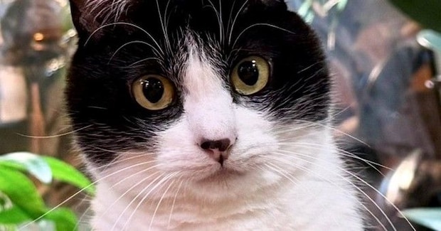 猫が『舌を出した瞬間』に撮影→可愛く撮れたと思ったら…『予想外すぎる光景』に１万いいね「首柔らかいｗ」「ウナギ犬もといウナギ猫ｗ」