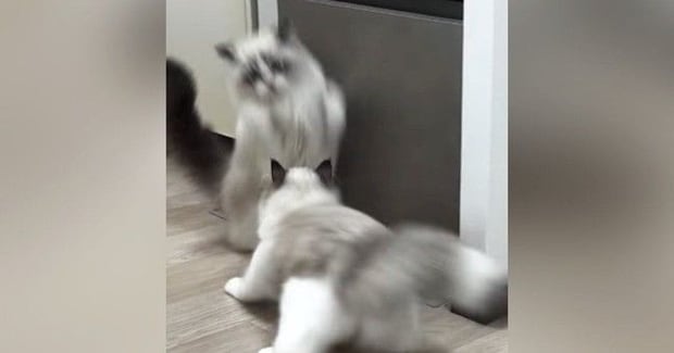 『急に飛び出してきた同居猫』に…慌ててジャンプした猫の『まさかのポーズ』に爆笑の声「飛び方がバンジージャンプｗ」「めっちゃ笑った」