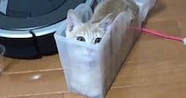 透明のケースに入る子猫→体勢を変えていくうちに…とんでもない『変顔になる瞬間』に「腹筋崩壊したｗ」「可愛すぎるｗ」と爆笑の声続出