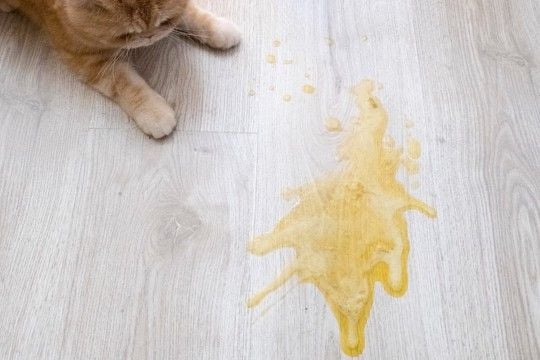 猫の『トイレの失敗』が目立つときに疑うべき病気5選　異常を見分けるサインや適切な対処法