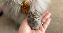 おやつが欲しくて『お手』をするネコ→表情を見ると……尊すぎる瞬間に２万いいね「なんて可愛いやつめ」「物欲しそうな瞳」とSNSで話題