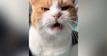 甘えにきた三毛猫→もっと撫でてほしくて…とんでもなく尊い『まさかの行動』が16万再生「なんて羨ましいんだ」「可愛さに耐えられなかった」