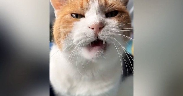 甘えにきた三毛猫→もっと撫でてほしくて…とんでもなく尊い『まさかの行動』が16万再生「なんて羨ましいんだ」「可愛さに耐えられなかった」