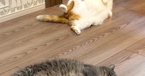 暖かい春、ふと『床』を見ると…猫たちの『微笑ましい様子』に１万いいね「いっぱい落ちてるｗ」「春だから仕方ないｗ」と笑う人続出