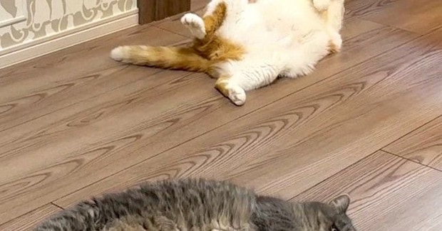 暖かい春、ふと『床』を見ると…猫たちの『微笑ましい様子』に１万いいね「いっぱい落ちてるｗ」「春だから仕方ないｗ」と笑う人続出