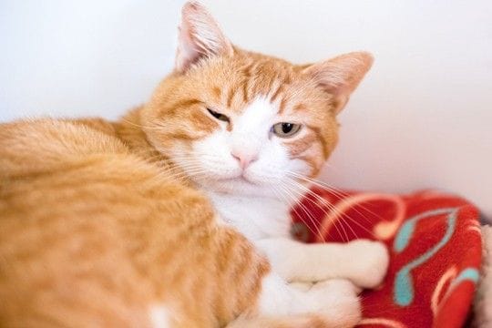 猫の『目の様子』からわかる3つの心理　変化する理由や気持ちを見分けるポイント