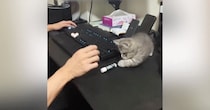 リップクリームを『絶対に倒したい猫』vs『絶対に立てたい人間』…爆笑の攻防戦が21万再生「永遠に続きそうｗ」「かわいいが溢れてるｗ」