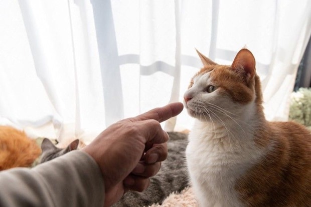 叱られる猫