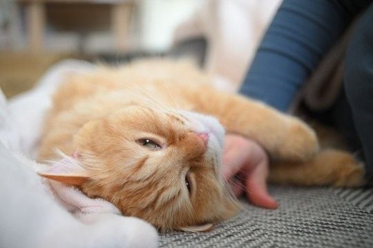 猫があなたを『信用できない』と感じているサイン3選　関係が悪化する原因や信頼を取り戻すコツまで