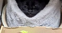 『ベッドでくつろぐ黒猫』を見たら→驚くレベルで『綺麗な形』になっていて…『まさかの光景』に３万いいね「お見事ｗ」「ジワジワきたｗ」