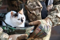 戦闘地域で保護された猫が、犬とともに「ドローン」で安全地帯へと無事避難　ウクライナ