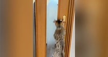扉を開けようとする『2匹の猫』→ドアノブを触ると……『開け方の違い』が面白いと26万再生「人間みたいにｗ」「驚いた」と反響