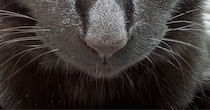 飼い主が出かけるのを『阻止したい黒猫』→お腹の上に乗ってきて…可愛すぎる『表情』に「むっちゃ狙ってはる」「動けないね」と反響