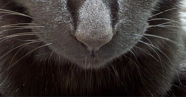 飼い主が出かけるのを『阻止したい黒猫』→お腹の上に乗ってきて…可愛すぎる『表情』に「むっちゃ狙ってはる」「動けないね」と反響