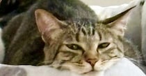 くつろいでいた猫→あごを見ると、『ベッドの柄』のせいで……『奇跡的な光景』に爆笑の声「見える見えるｗ」「立派なニセアゴに癒されたｗ」