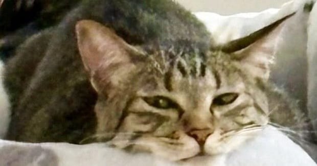 くつろいでいた猫→あごを見ると、『ベッドの柄』のせいで……『奇跡的な光景』に爆笑の声「見える見えるｗ」「立派なニセアゴに癒されたｗ」