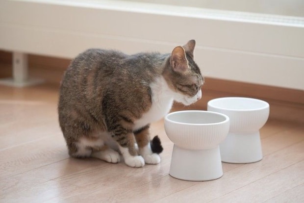 容器を見つめて何やら不満そうな顔をする猫
