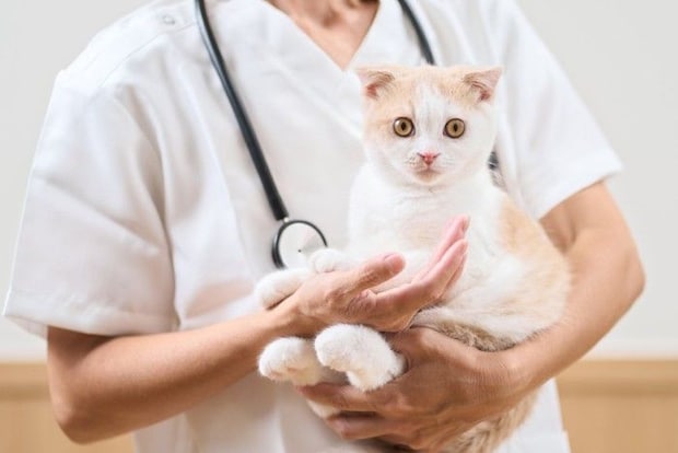 獣医師に抱えられる子猫
