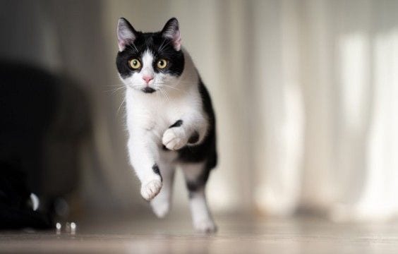 猫が急に『全力で走り出す』ときの理由5つ　どんな意味があるの？思わぬ事故を防ぐ対処法も