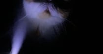 加湿器をつけて寝ていると猫がやってきて…飼い主が恐怖を感じた『ホラーな光景』に爆笑の声「怪談話が始まるのかなｗ」「お化け屋敷みたい」