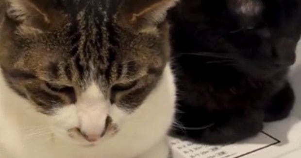 小刻みに揺れる2匹の猫→『乗っている場所』に注目すると…まさかの光景が518万再生「顔が素晴らしすぎるｗ」「脂肪を分解してるね」と話題