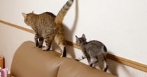 お姉ちゃん猫と遊びたい子猫→しっぽを追いかけ始めて…ほっこりする『日常の様子』に癒される人が続出「遊んであげてるｗ」「仲良しでいいな」