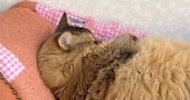ソファでお昼寝していた猫が『エビフライそっくり』だと話題に…まさかの光景が可愛すぎると１万いいね「すごいｗｗ」「カラッと揚がってるｗ」
