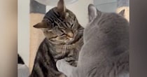 先輩猫から『にゃんプロ』を仕掛けられた後輩猫→近くにいた飼い主さんに…『可愛すぎる行動』に反響「本当に訴えてるｗ」「控え目なサインｗ」