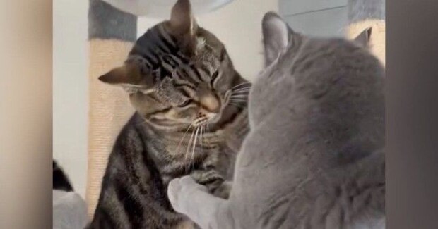 先輩猫から『にゃんプロ』を仕掛けられた後輩猫→近くにいた飼い主さんに…『可愛すぎる行動』に反響「本当に訴えてるｗ」「控え目なサインｗ」