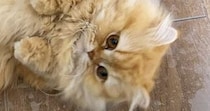 甘えん坊の猫→足元までやってくると……可愛すぎる『あざといポーズ』に「は、鼻血が」「撫でるしかない」と悶絶する人が続出