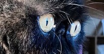 ぺちゃ顔猫の『ヒゲ』が伸びた結果…想像以上に『ファンタジー感満載な光景』に２万いいね「特殊能力がありそうｗ」「存在感がすごい」