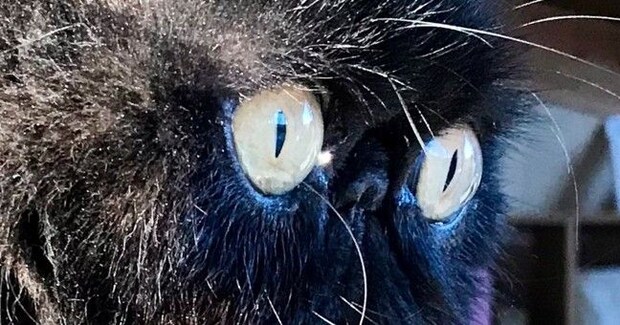 ぺちゃ顔猫の『ヒゲ』が伸びた結果…想像以上に『ファンタジー感満載な光景』に2万いいね「特殊能力がありそうw」「存在感がすごい」