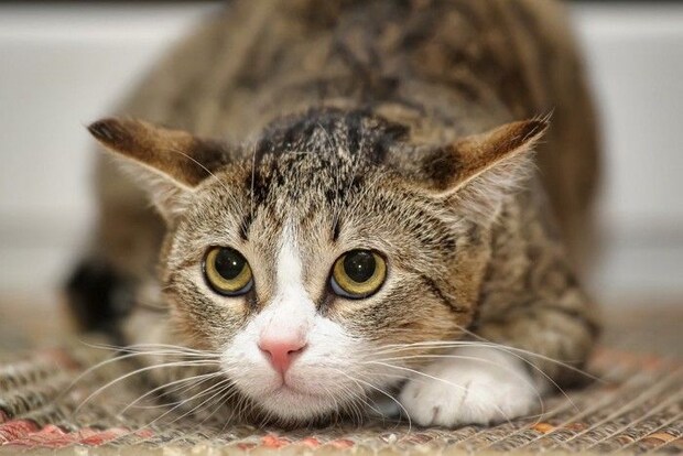 身を低くして上目遣いの猫