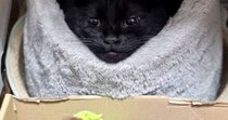 『ベッドでくつろぐ黒猫』を見たら→驚くレベルで『綺麗な形』になっていて…『まさかの光景』に３万いいね「お見事ｗ」「ジワジワきたｗ」