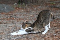 猫が『おしりを高く上げる』ときの理由5つ　気持ちの見分け方や上手な対処法も解説