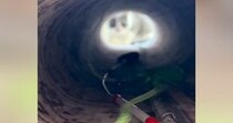 トンネルの向こう側にいる猫→おもちゃで誘い出した結果…まさかの『可愛すぎる瞬間』が1211万再生「ちょっとビビったｗ」「ズルイわ〜」