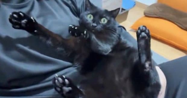 おしりをなでなでされていることに『気づいた黒猫』…まさかの『豹変ぶり』に40万いいね「すごい固まり方してるw」「人生で一番面白かった」