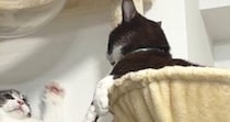 『何もしていない同居猫』に対して…もう1匹の猫が見せた『泣けるほど可愛い行動』に「前世はきっとレッサーパンダ」「弱そうｗ」と１万いいね