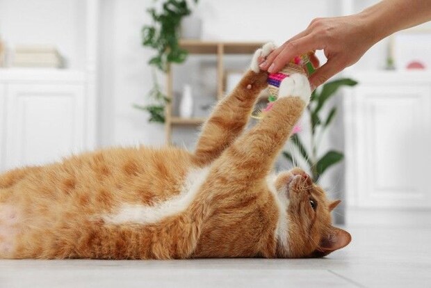 遊ぶ猫