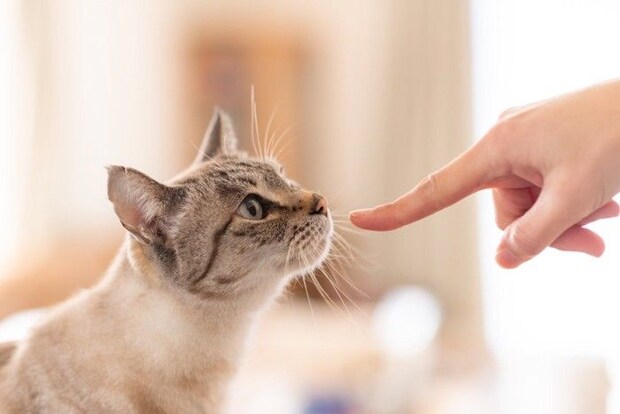 猫に挨拶をする