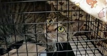 山に捨てられ、人間をひどく怖がっていた猫…保護されて時間が経つと→別猫のような『現在の様子』に感動の声「変わったね」「ありがとう」