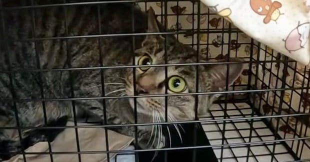 山に捨てられ、人間をひどく怖がっていた猫…保護されて時間が経つと→別猫のような『現在の様子』に感動の声「変わったね」「ありがとう」